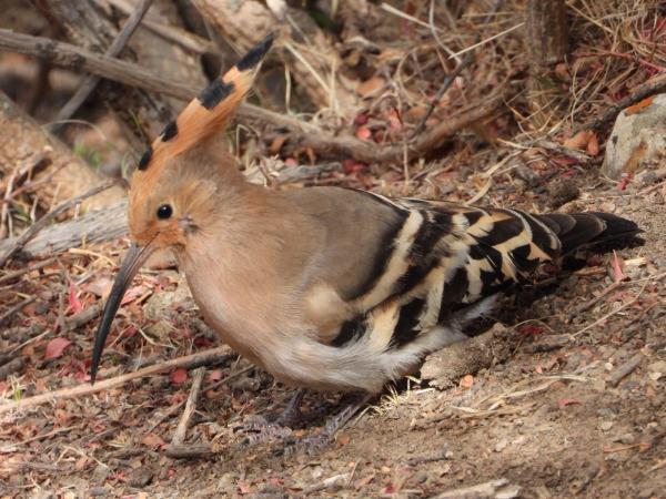 有爱!拉萨首次记录到雪豹带崽活动影像 有爱!拉萨首次记录到雪豹带崽活动影像