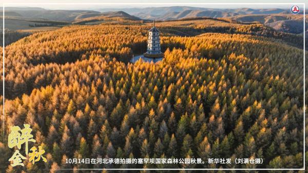 共饮菊花酒 沉醉在金秋