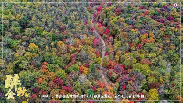 共饮菊花酒 沉醉在金秋