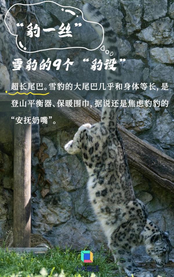 雪豹的九个“豹设” 雪豹的九个“豹设”