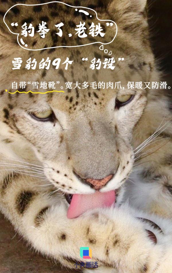 雪豹的九个“豹设” 雪豹的九个“豹设”