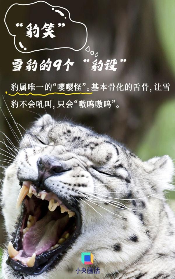 雪豹的九个“豹设” 雪豹的九个“豹设”