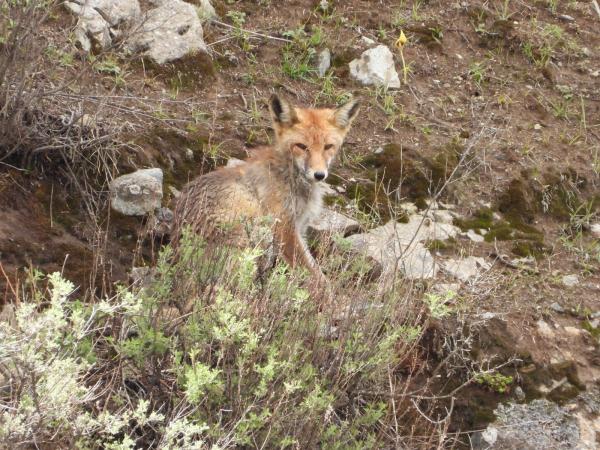 有爱!拉萨首次记录到雪豹带崽活动影像 有爱!拉萨首次记录到雪豹带崽活动影像