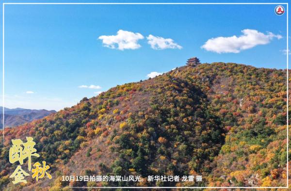 共饮菊花酒 沉醉在金秋