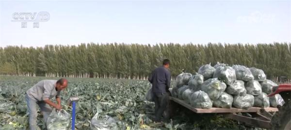 多措并举拓宽农民增收渠道 希望的田野上生机勃发 多措并举拓宽农民增收渠道 希望的田野上生机勃发