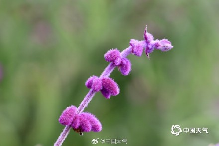浙江宁波粉紫色鼠尾草烂漫绽放 如天然“绒花” 浙江宁波粉紫色鼠尾草烂漫绽放 如天然“绒花”