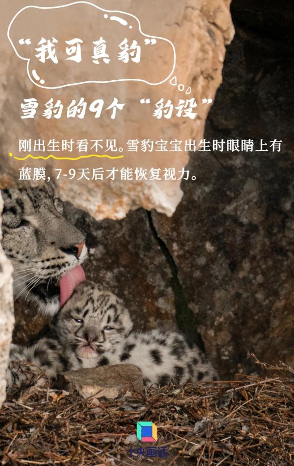 雪豹的九个“豹设” 雪豹的九个“豹设”