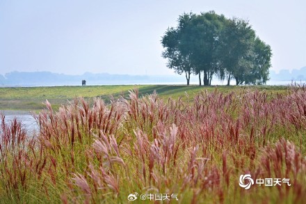 浙江宁波粉紫色鼠尾草烂漫绽放 如天然“绒花” 浙江宁波粉紫色鼠尾草烂漫绽放 如天然“绒花”