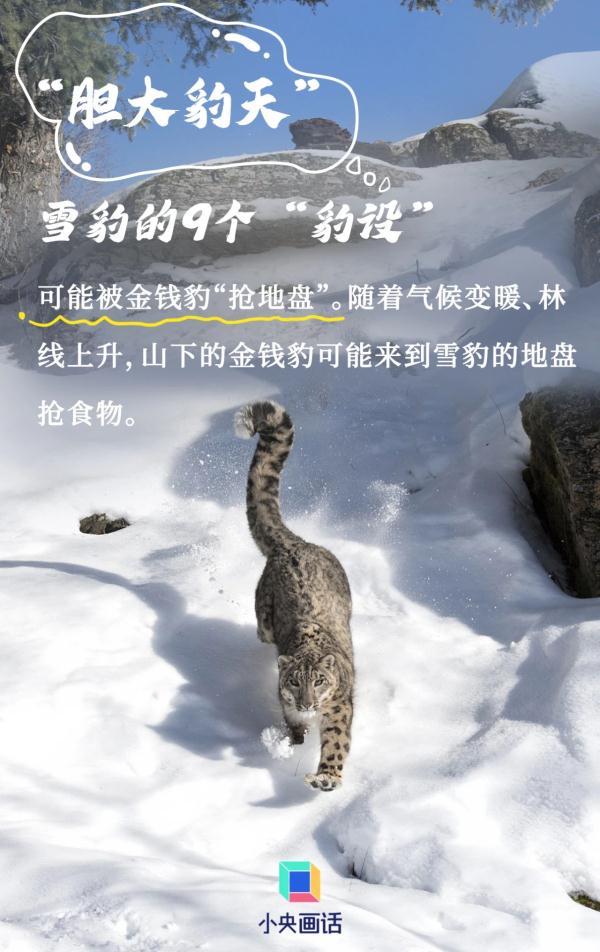 雪豹的九个“豹设” 雪豹的九个“豹设”