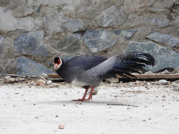 有爱!拉萨首次记录到雪豹带崽活动影像 有爱!拉萨首次记录到雪豹带崽活动影像