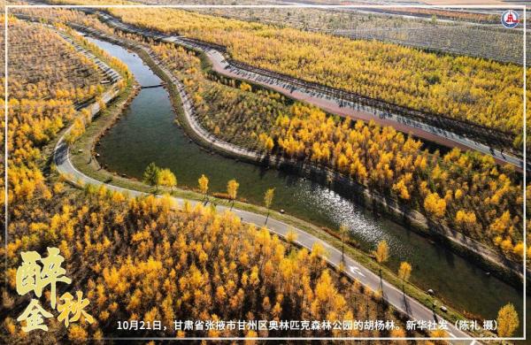 共饮菊花酒 沉醉在金秋