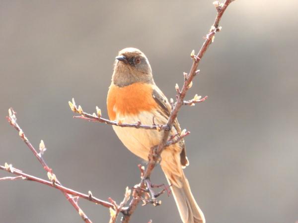 有爱!拉萨首次记录到雪豹带崽活动影像 有爱!拉萨首次记录到雪豹带崽活动影像