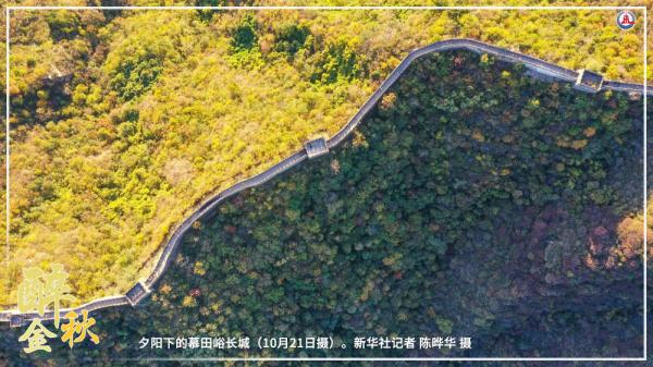 共饮菊花酒 沉醉在金秋