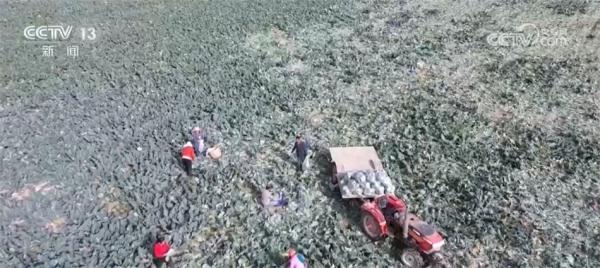 多措并举拓宽农民增收渠道 希望的田野上生机勃发 多措并举拓宽农民增收渠道 希望的田野上生机勃发