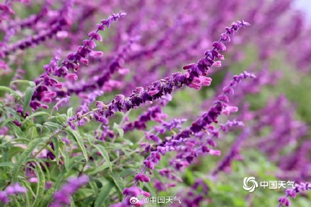 浙江宁波粉紫色鼠尾草烂漫绽放 如天然“绒花” 浙江宁波粉紫色鼠尾草烂漫绽放 如天然“绒花”