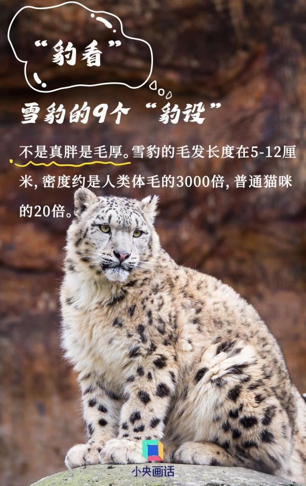 由于非法捕猎等多种人为因素影响,雪豹的数量正急剧减少,现已成为濒危