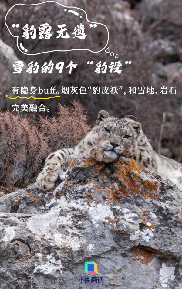 雪豹的九个“豹设” 雪豹的九个“豹设”