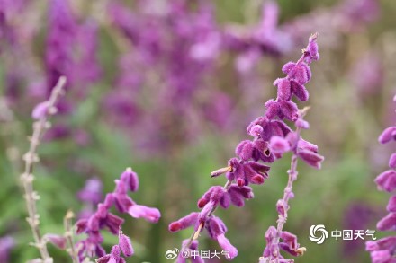 浙江宁波粉紫色鼠尾草烂漫绽放 如天然“绒花” 浙江宁波粉紫色鼠尾草烂漫绽放 如天然“绒花”