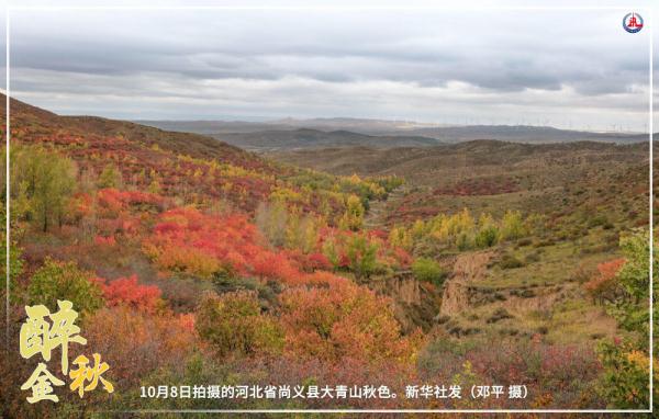 共饮菊花酒 沉醉在金秋