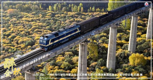 共饮菊花酒 沉醉在金秋