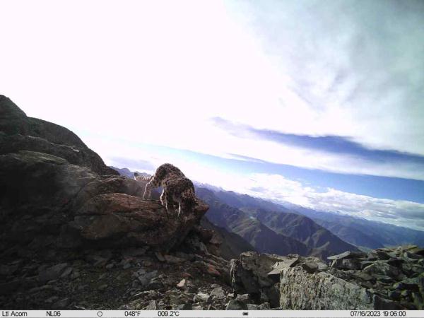 有爱!拉萨首次记录到雪豹带崽活动影像 有爱!拉萨首次记录到雪豹带崽活动影像