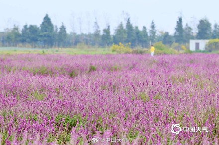 浙江宁波粉紫色鼠尾草烂漫绽放 如天然“绒花” 浙江宁波粉紫色鼠尾草烂漫绽放 如天然“绒花”