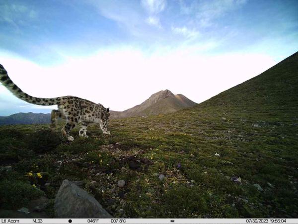 有爱!拉萨首次记录到雪豹带崽活动影像 有爱!拉萨首次记录到雪豹带崽活动影像
