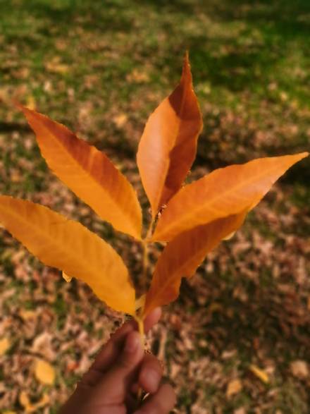 新疆的秋天，像打翻了颜料盘