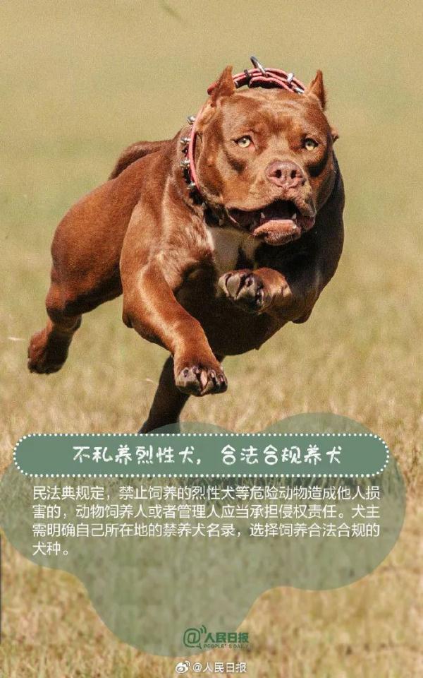 注意！这33种烈性犬，昆明禁养