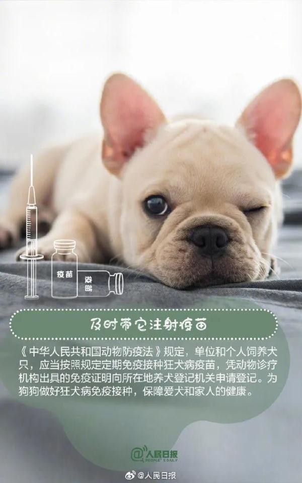 注意！这33种烈性犬，昆明禁养