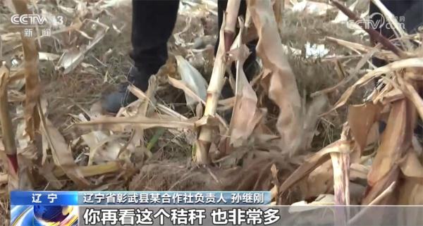 秋粮增产成定局 玉米大省丰收背后有何“金钥匙”