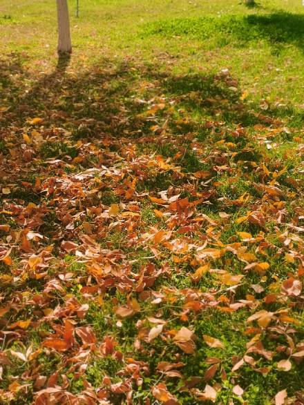 新疆的秋天，像打翻了颜料盘