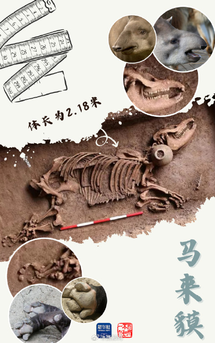 2000多年前的神奇动物在西安被发现