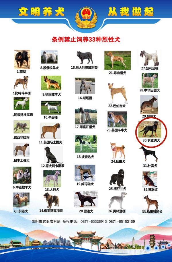 注意！这33种烈性犬，昆明禁养