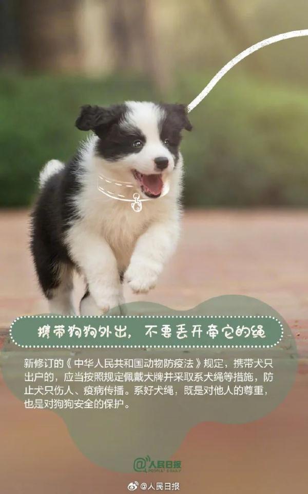 注意！这33种烈性犬，昆明禁养