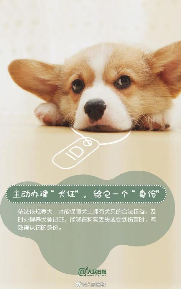 注意！这33种烈性犬，昆明禁养
