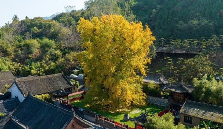 西安千年银杏树换金装