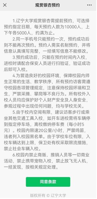 沈城银杏最佳观赏期到了！沈阳又一所大学：本周末和下周末可以预约！