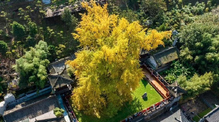 西安千年银杏树换金装