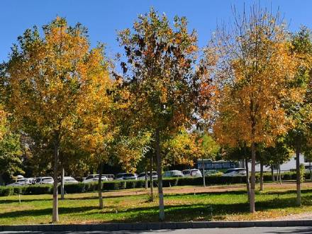 新疆的秋天，像打翻了颜料盘