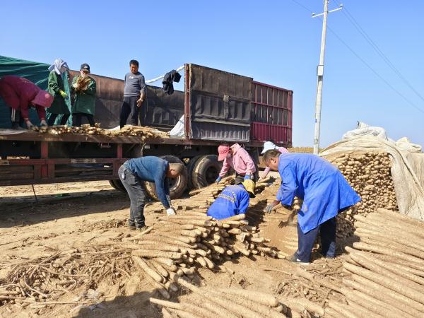 陕西靖边:农业现代化让丰收底色更鲜亮 陕西靖边:农业现代化让丰收底色更鲜亮