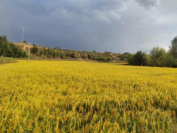 陕西靖边:农业现代化让丰收底色更鲜亮 陕西靖边:农业现代化让丰收底色更鲜亮