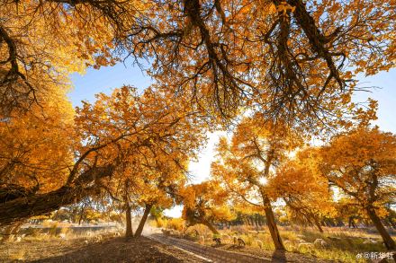 金秋额济纳胡杨美如油画