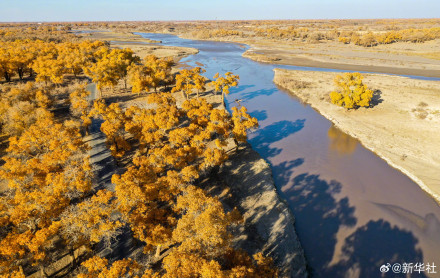 金秋额济纳胡杨美如油画