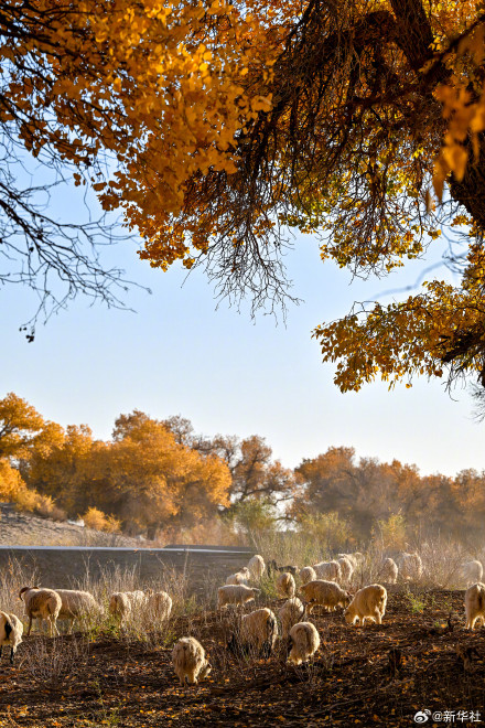 金秋额济纳胡杨美如油画