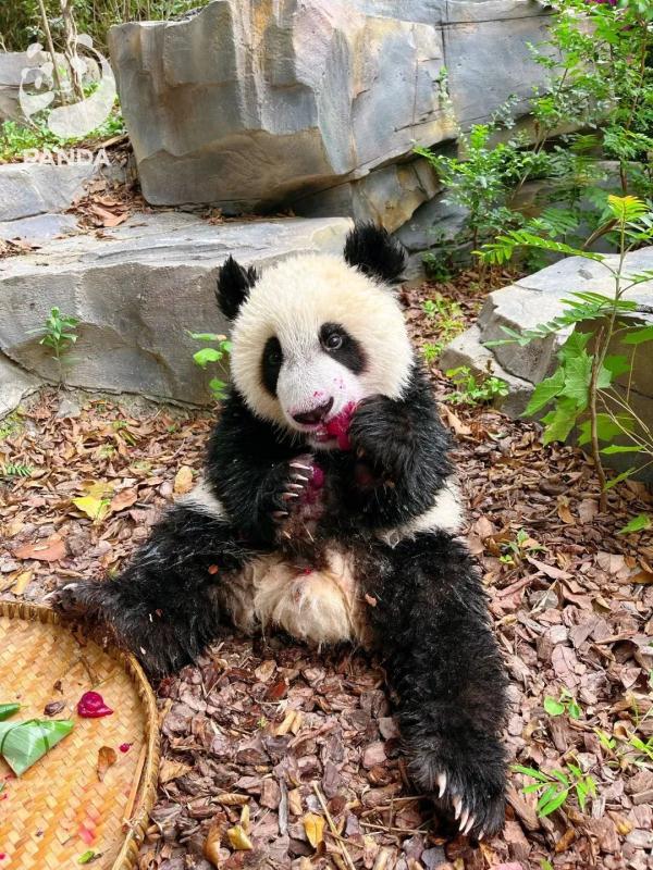 大熊猫“奂彩”病亡，2022年出生
