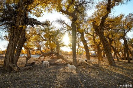 金秋额济纳胡杨美如油画