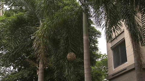 太吓人！厦门一小区惊现超大马蜂窝！还不止一个……