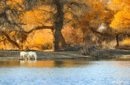 金秋额济纳胡杨美如油画
