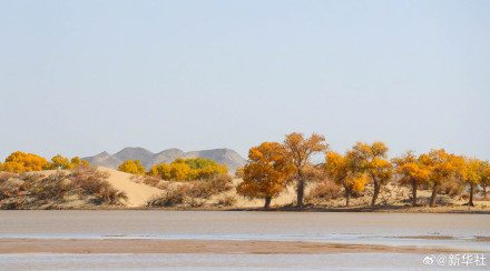 金秋额济纳胡杨美如油画
